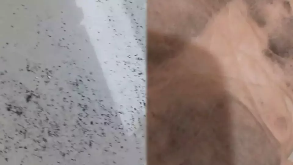 Pemkot Bekasi Didesak Bentuk Satgas Penanganan Paparan Debu Hitam