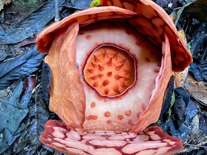 Peneliti Oxford Temukan Rafflesia hasseltii Langka di Hutan Sumatera, 13 Tahun Pencarian Berbuah Hasil