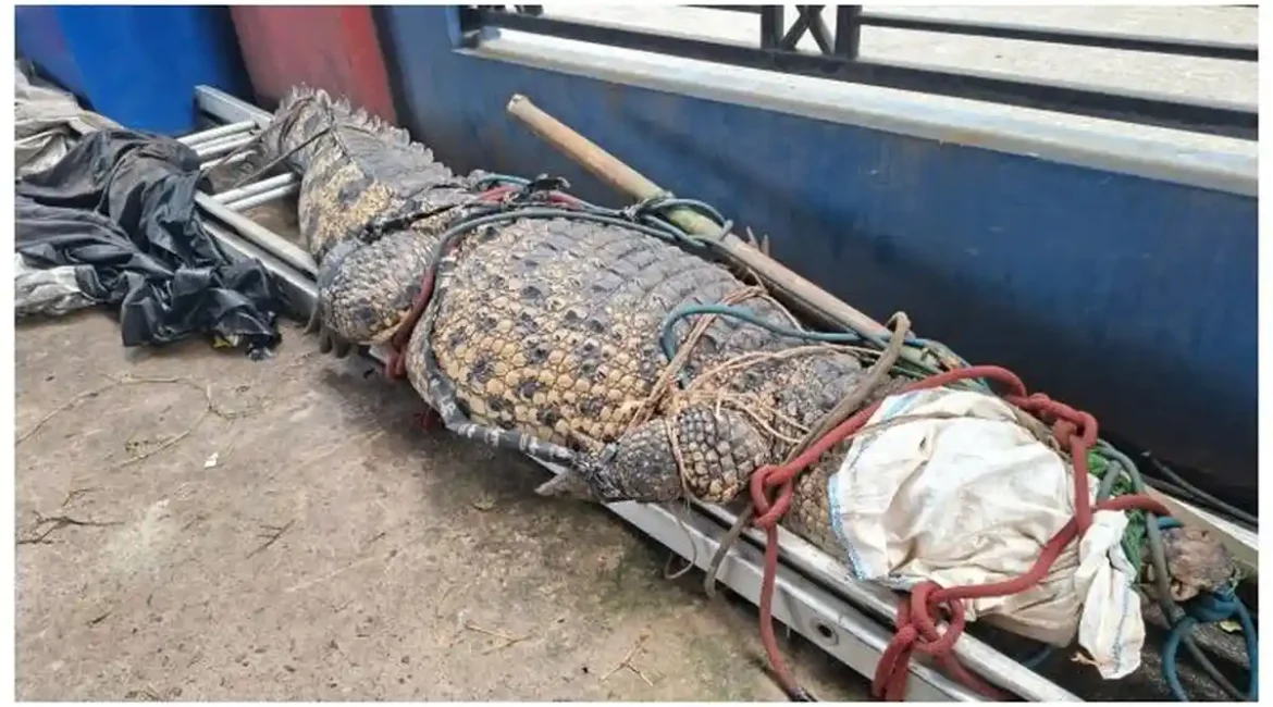 Petugas-Damkar-unit-Rescue-Kota-Bekasi-mengamankan-buaya-muara