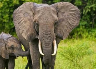 Ekosistem Gajah Sumatera Terancam: Dampak Serius Kerusakan DAS Peusangan Pascabencana di Bener Meriah