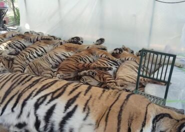 Tragedi di Taman Wisata Thailand: 72 Harimau Mati Akibat Virus, Bukan Flu Burung