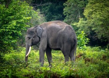 Tragedi di Hutan Riau: Gajah Sumatera Ditemukan Mati Tanpa Kepala, Polisi dan Gakkum Kejar Jaringan Pemburu