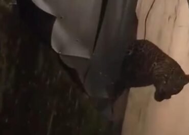 Mencekam! Macan Tutul Masuk Pemukiman di Bandung, Dua Warga Dilaporkan Terluka