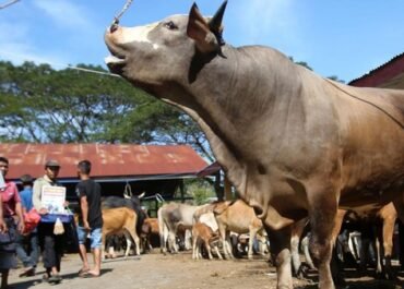 Prabowo Salurkan Bantuan Rp72 Miliar Beli Sapi Meugang untuk Korban Bencana di Aceh