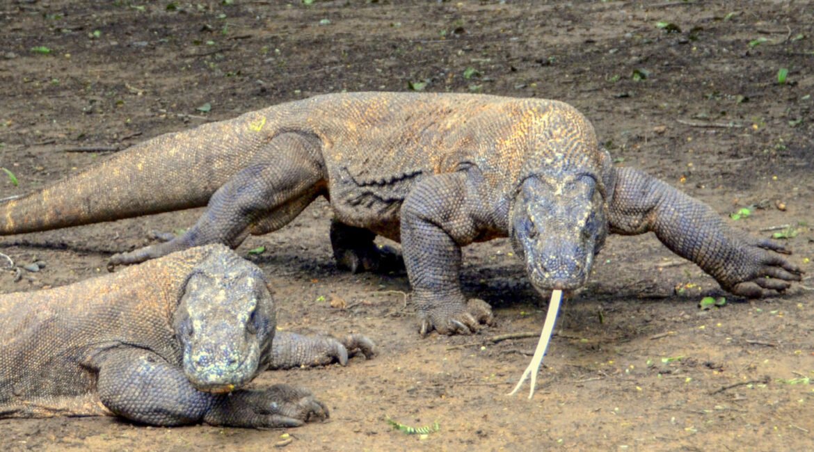 Komodo-scaled