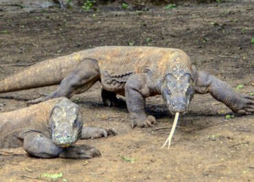 Diplomasi Satwa: Indonesia Kirim Dua Komodo ke Jepang untuk Misi Konservasi dan Edukasi Global