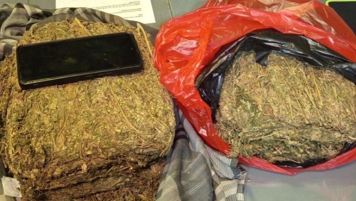polisi-menyita-43-kilogram-ganja-di-depok-1773373161927_169