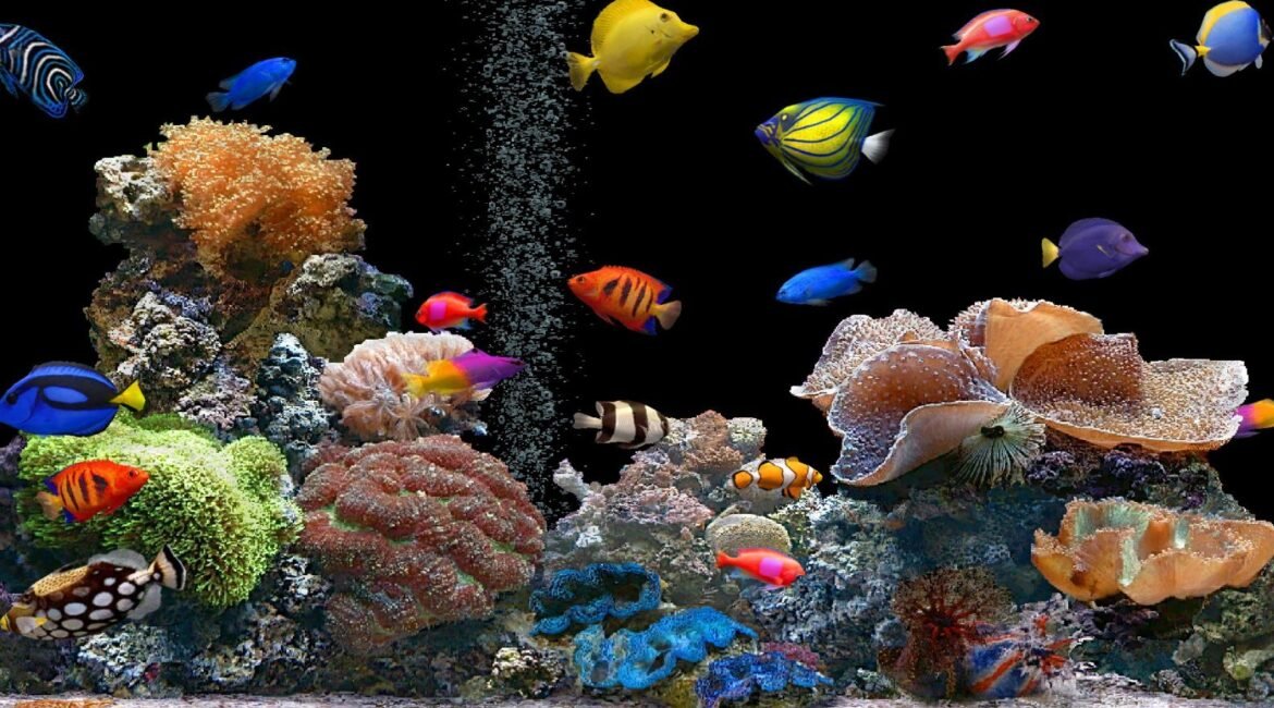 3. Ikan hias air laut