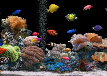 8 Ikan Hias Paling Ramah untuk Pemula, Cantik di Akuarium Tanpa Perawatan Ribet