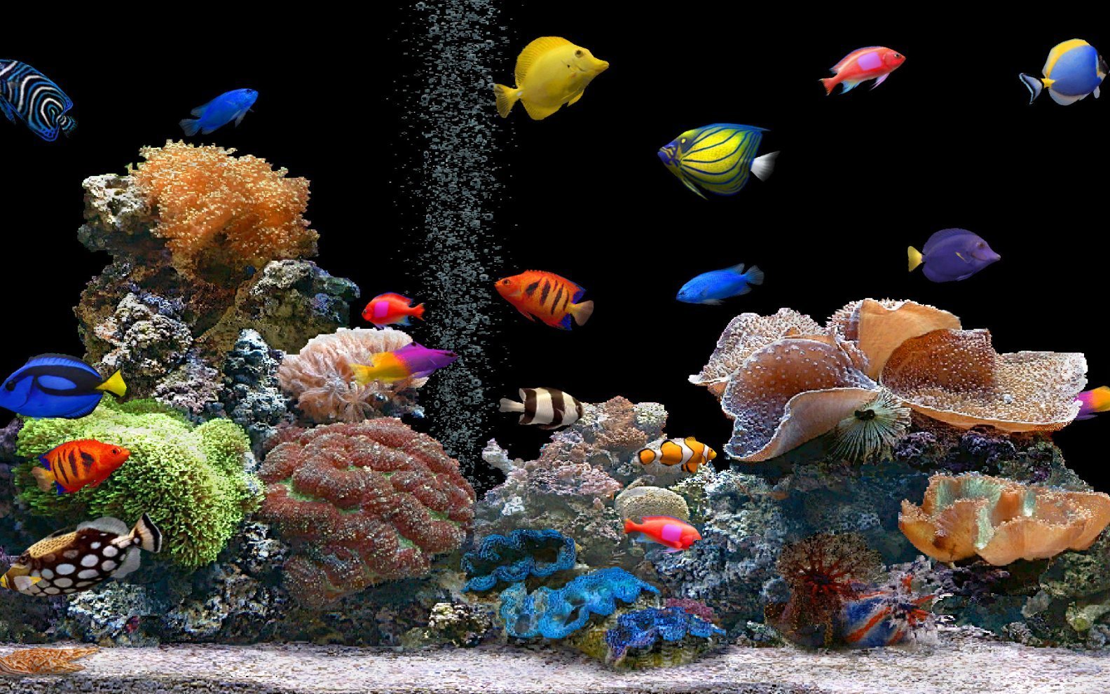 8 Ikan Hias Paling Ramah untuk Pemula, Cantik di Akuarium Tanpa Perawatan Ribet