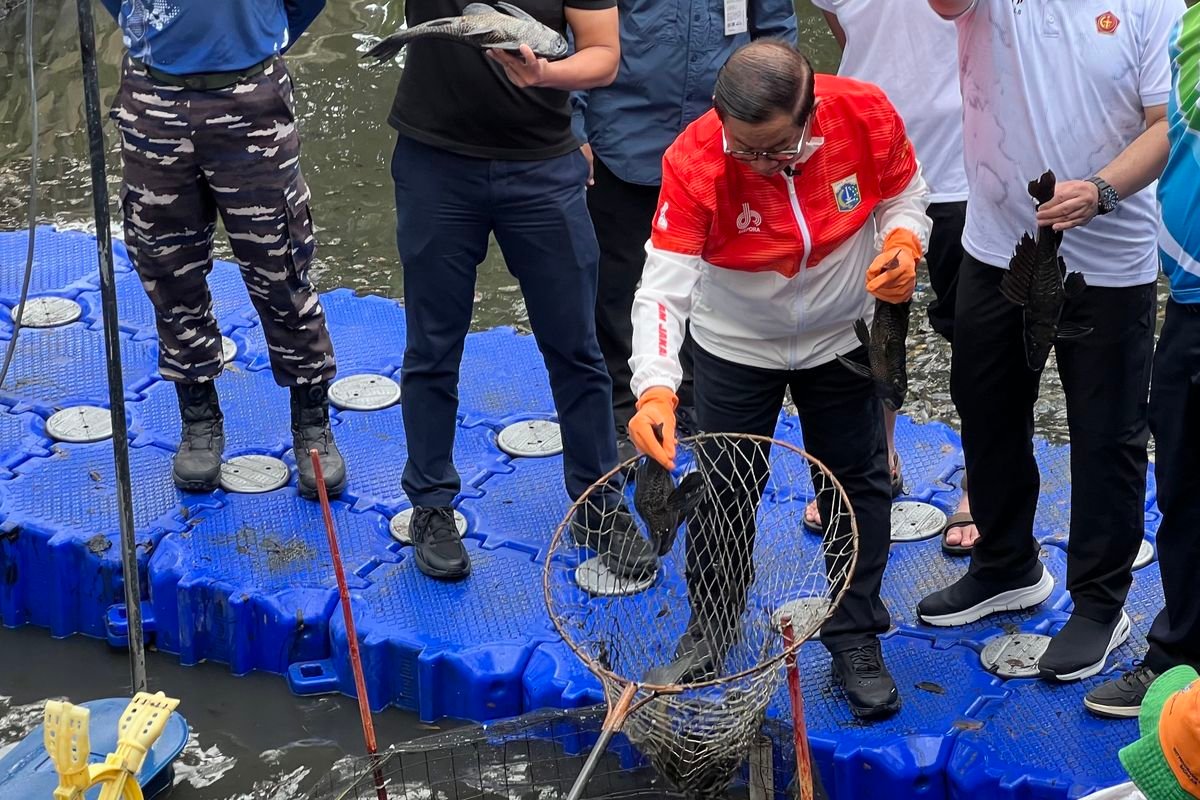 Viral Ikan Sapu-Sapu Jadi Bahan Makanan, Pemprov Ingatkan Risiko Kesehatan Serius