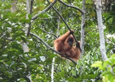 Jaringan Perdagangan Satwa Liar Makin Licin, Dalang Utama Sulit Dijerat Hukum