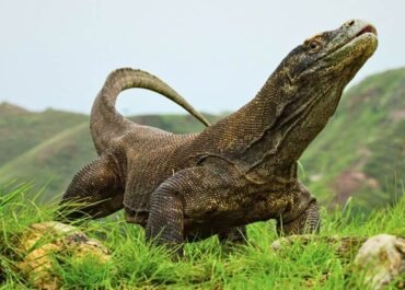 Sindikat Gelap Penyelundupan Komodo Terbongkar: Diburu dari Flores, Dijual Murah ke Surabaya, Dikirim ke Pasar Hitam Thailand