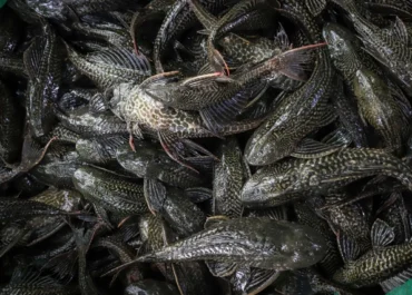 Ironi Ikan Sapu-Sapu: Di Jakarta Dibasmi, di Amazon Justru Jadi Santapan Favorit