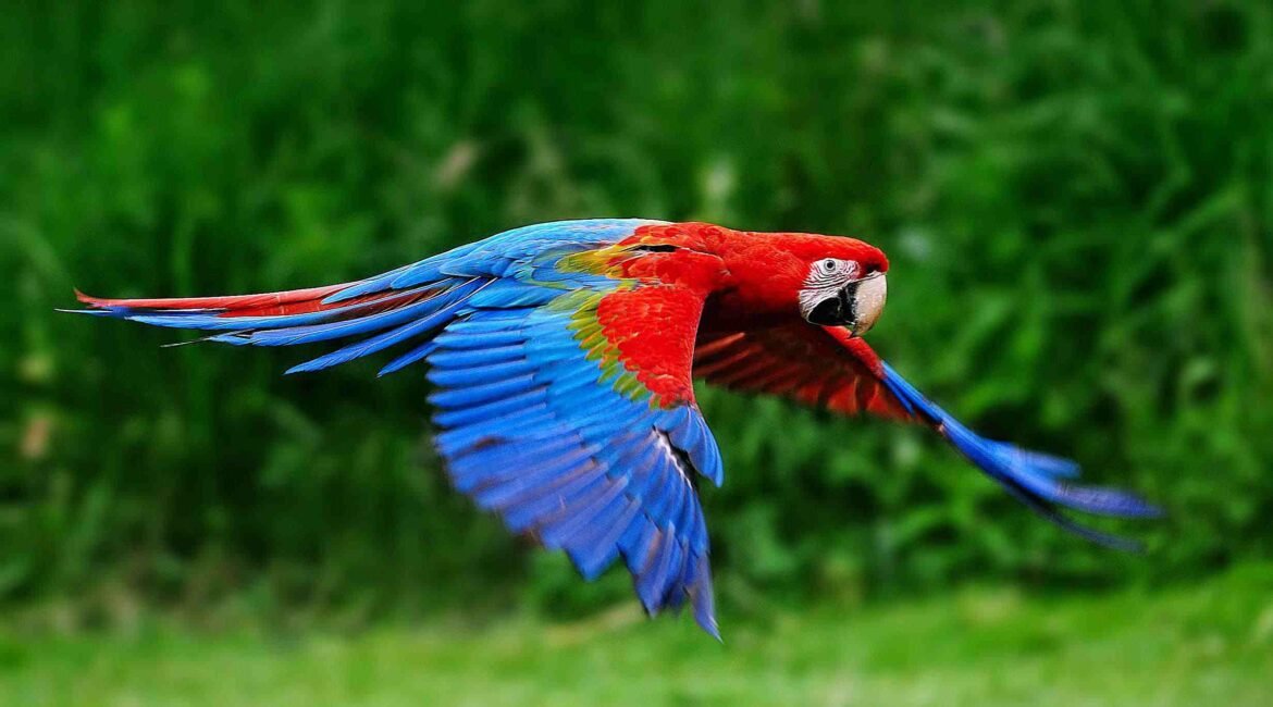 scarlet-macaw-flying-in-nature-628216656-58ad933d5f9b58a3c97aa507