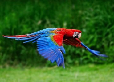 Ikon Kota Caracas Terancam Hilang, Burung Macaw Kehilangan Rumah Akibat Penebangan Pohon