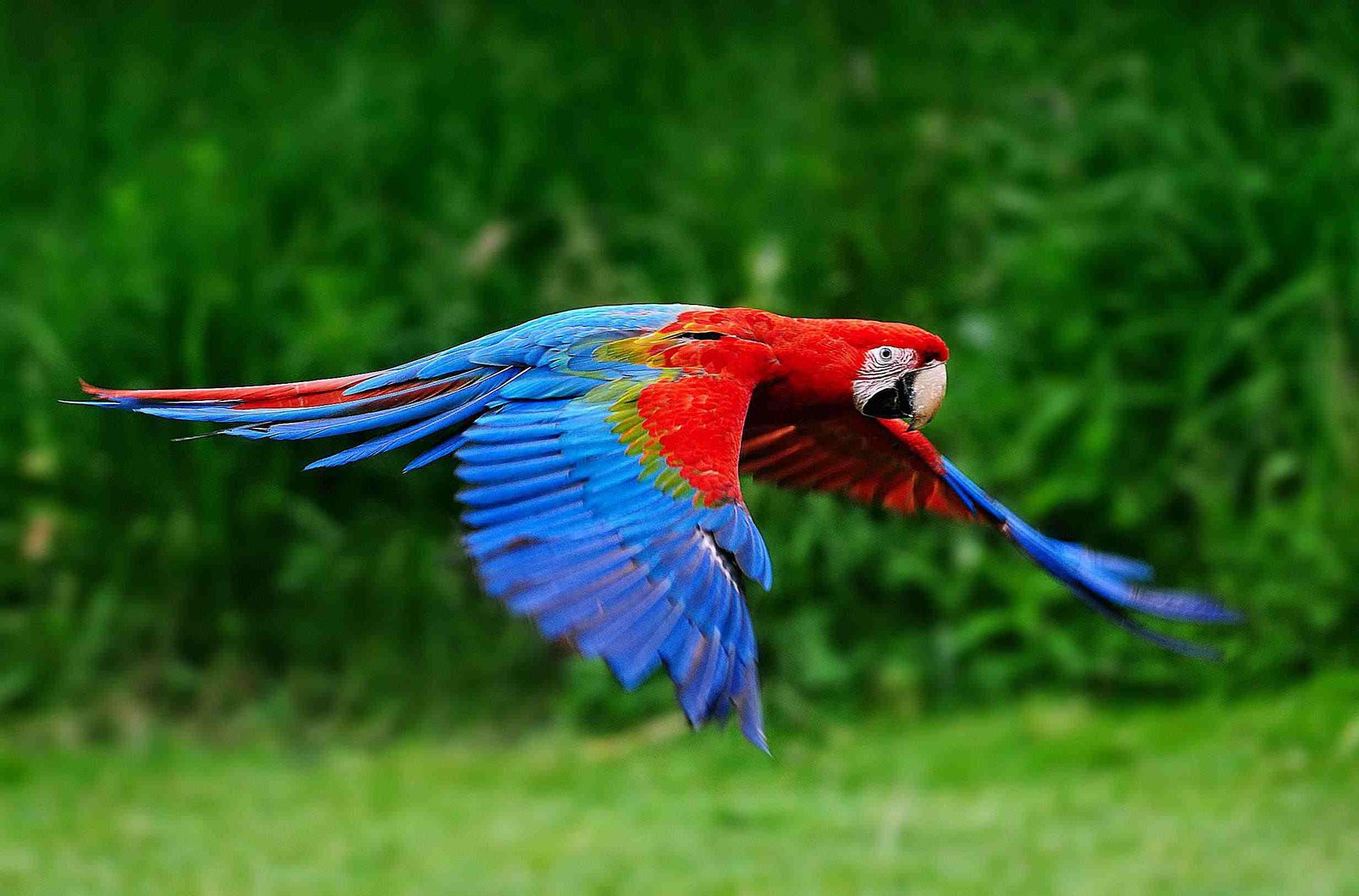 Ikon Kota Caracas Terancam Hilang, Burung Macaw Kehilangan Rumah Akibat Penebangan Pohon