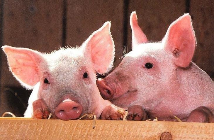 730x480-img-55832-ilustrasi-babi