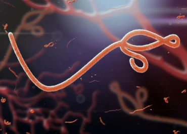 WHO Tetapkan Wabah Ebola Afrika sebagai Darurat Global, Dunia Diminta Waspada