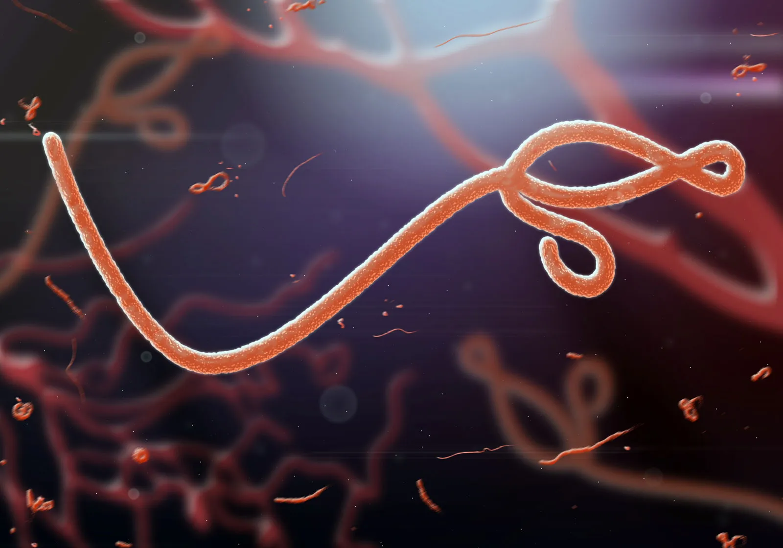 WHO Tetapkan Wabah Ebola Afrika sebagai Darurat Global, Dunia Diminta Waspada