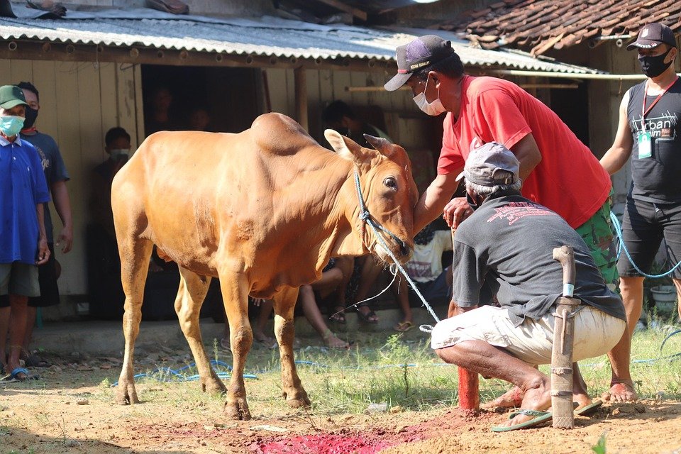 cow-7296290_960_720