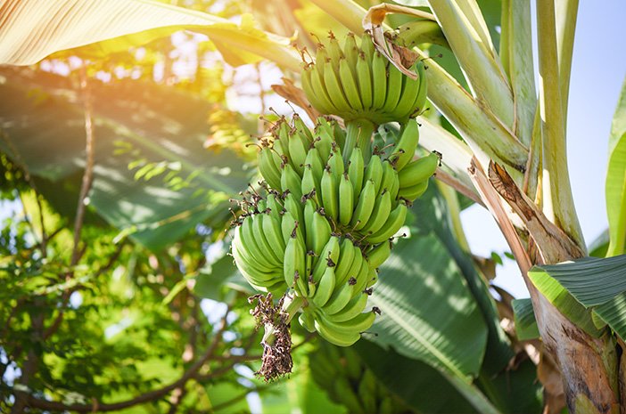 daun-hingga-buah-kenali-manfaat-pohon-pisang-bagi-kesehatan-halodoc