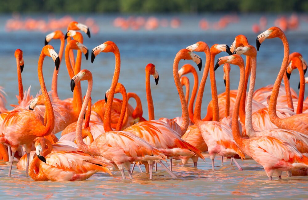 flamingo-colony