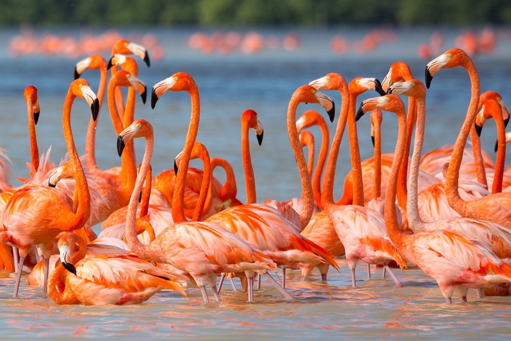 Terungkap! Ini Alasan Ilmiah Mengapa Flamingo Berwarna Pink