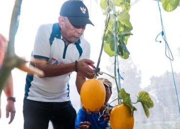 Ciptakan Inkubator Bisnis Sosial! Panen Melon di STPL Bekasi, Wamensos Dorong Sentra Jadi Pusat Pemberdayaan