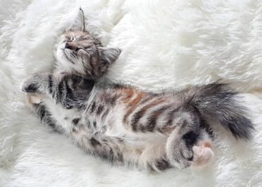 10 Posisi Tidur Kucing yang Punya Arti Tersembunyi, Nomor Terakhir Sering Disalahartikan Pemilik