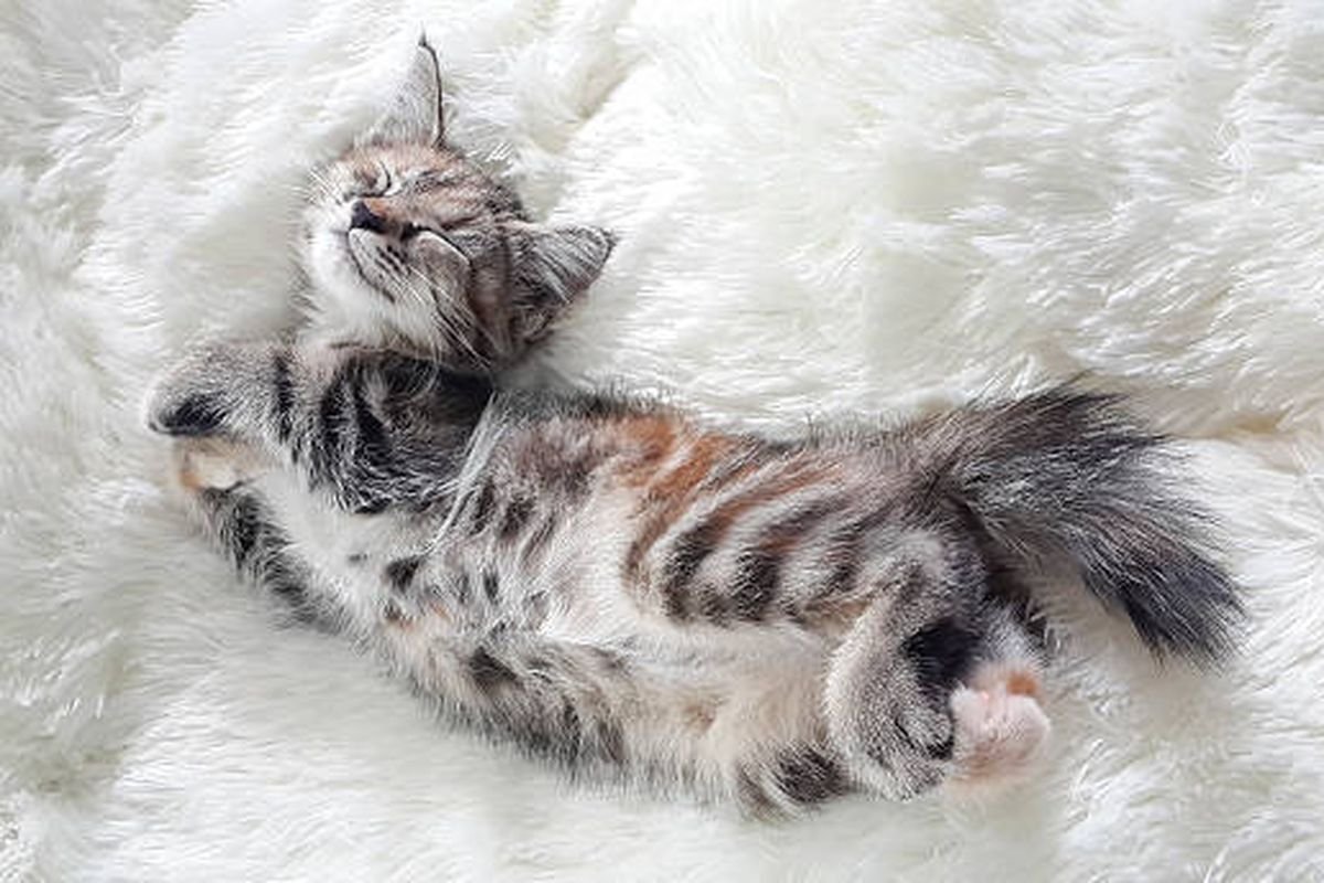 10 Posisi Tidur Kucing yang Punya Arti Tersembunyi, Nomor Terakhir Sering Disalahartikan Pemilik