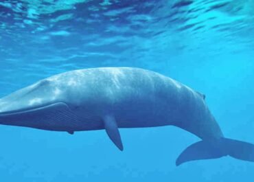 10 Hewan Laut Terbesar Sepanjang Sejarah Bumi, Nomor Satu Punya Lidah Seberat Gajah
