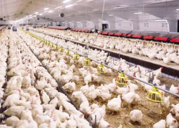 Bolehkah Bangun Kandang Ayam Dekat Perumahan? Ini Aturan yang Wajib Dipenuhi agar Tak Langgar Hukum