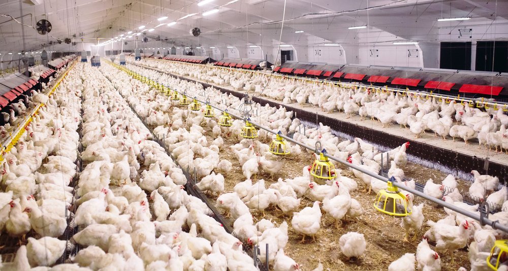 Tips-Mendirikan-Peternakan-Ayam