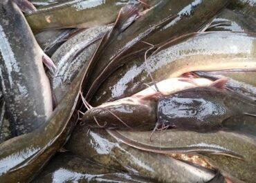 Bukan Hoaks, Kanker Bisa Menular di Alam: Lele di Danau AS-Kanada Jadi Korban