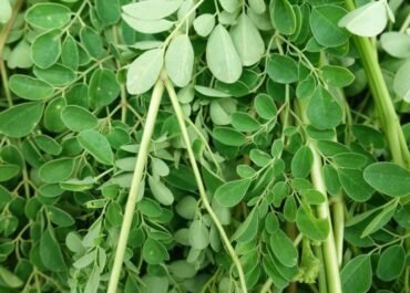 Mengapa Daun Kelor Dilarang Jadi Makanan di Australia? Padahal Sudah Lama Dikonsumsi Masyarakat Indonesia