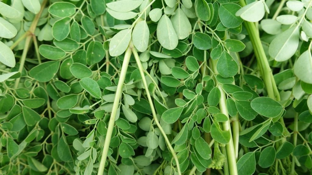 tanaman-daun-kelor-1024x576