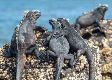 Bukan Barang Biasa, 32 Iguana Galapagos Ditemukan Berdesakan dalam Koper WN Rusia