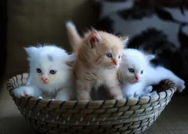 Hari Kucing Sedunia 2026, 5 Cara Sederhana Bikin Anabul Makin Bahagia