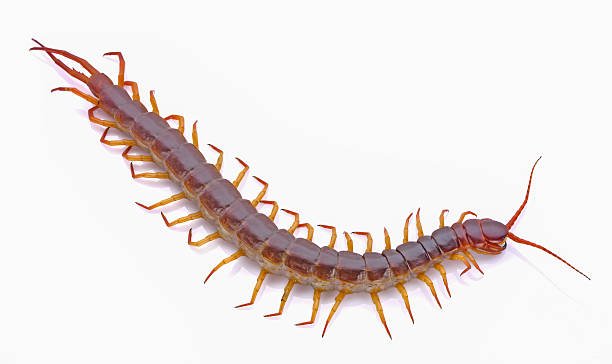 centipede on white background