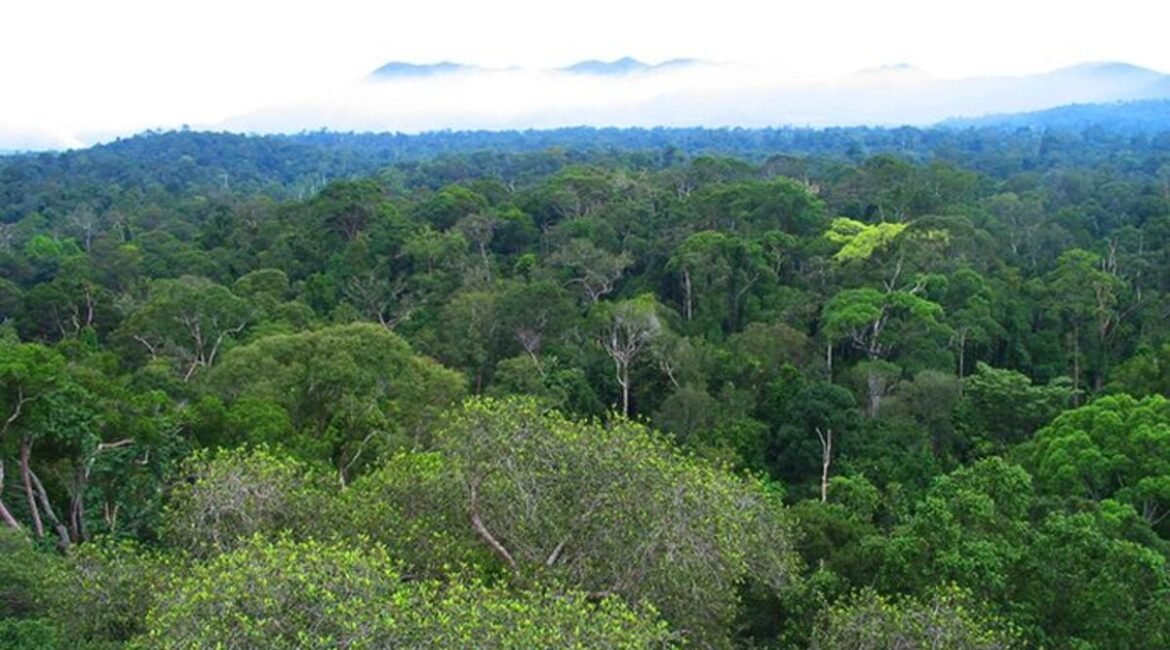 large-hutan-borneo-hutan-tertua-melebihi-hutan-hujan-amazon-yang-ada-di-indonesia-YVFhlnPLuA