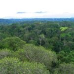 Kekeringan Makin Panjang, Hutan Bisa Kehilangan Kemampuan untuk Pulih