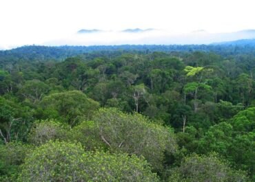 Kekeringan Makin Panjang, Hutan Bisa Kehilangan Kemampuan untuk Pulih