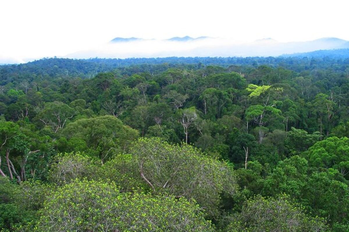Kekeringan Makin Panjang, Hutan Bisa Kehilangan Kemampuan untuk Pulih