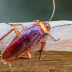 Susu Kecoa Ternyata Super Bernutrisi, Ilmuwan Raih Ig Nobel 2026