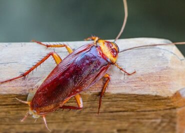 Susu Kecoa Ternyata Super Bernutrisi, Ilmuwan Raih Ig Nobel 2026