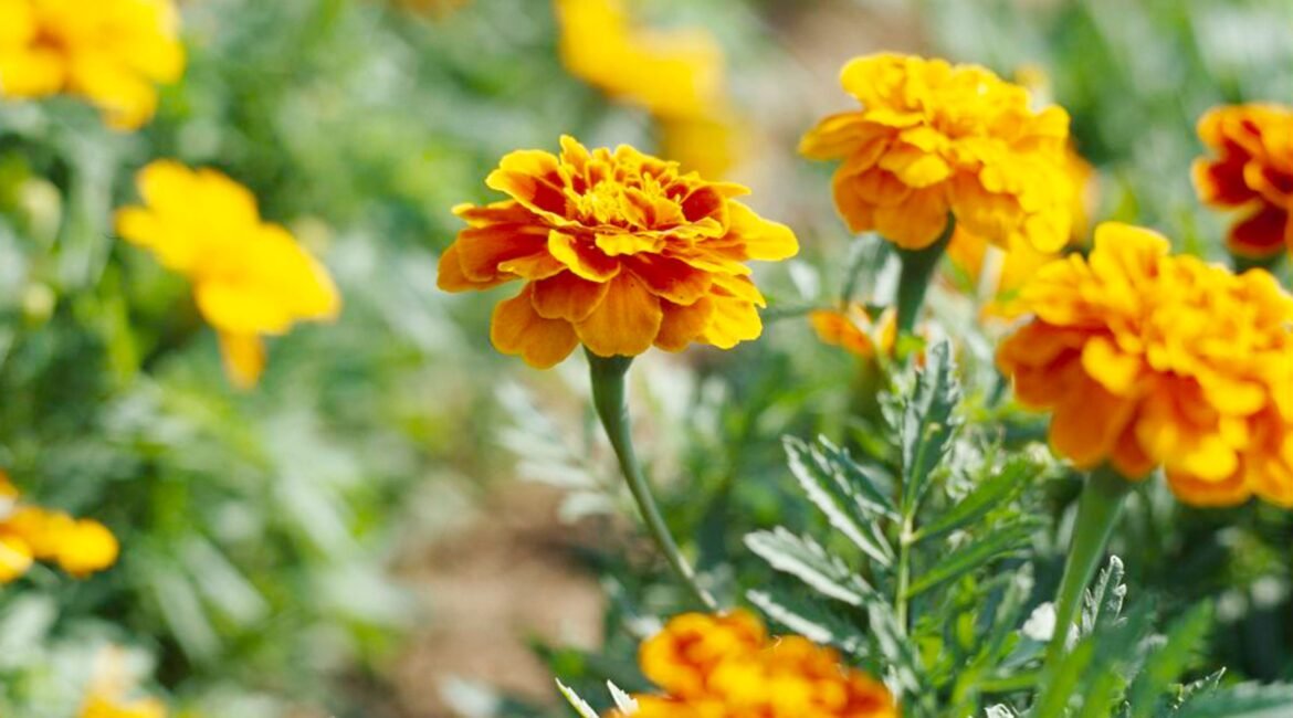 French-MarigoldsTagetes-patula-69zcoUmB4RyBQGHxYGqA_K-3ec0e17e39c2440aa187e565d973bc48