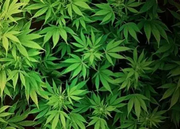 Puluhan Pohon Ganja Tumbuh di Rumah ASN Bandung, Polisi Bongkar Praktiknya