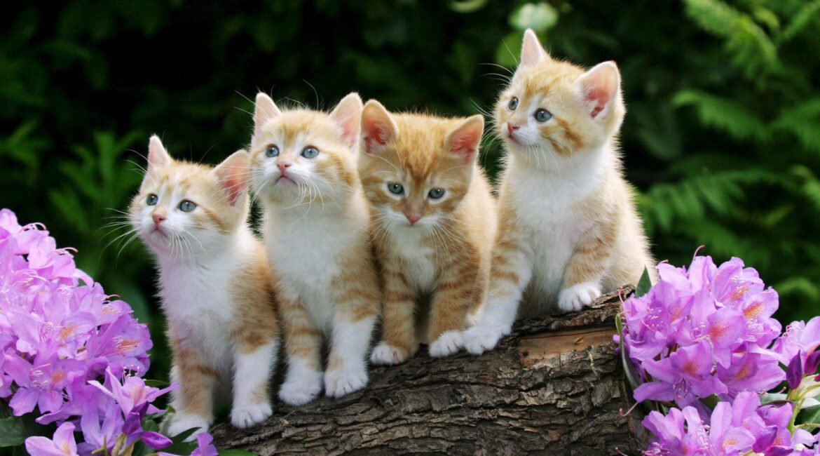 cute-kitty-litter-photo-0dh9jfvj7d3upjmi