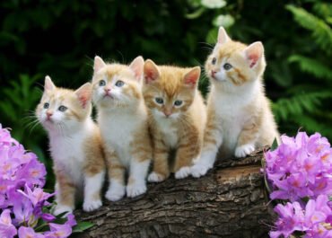 Jangan Langsung Digendong, Ini 7 Langkah Membuat Kucing Liar Mulai Percaya pada Manusia